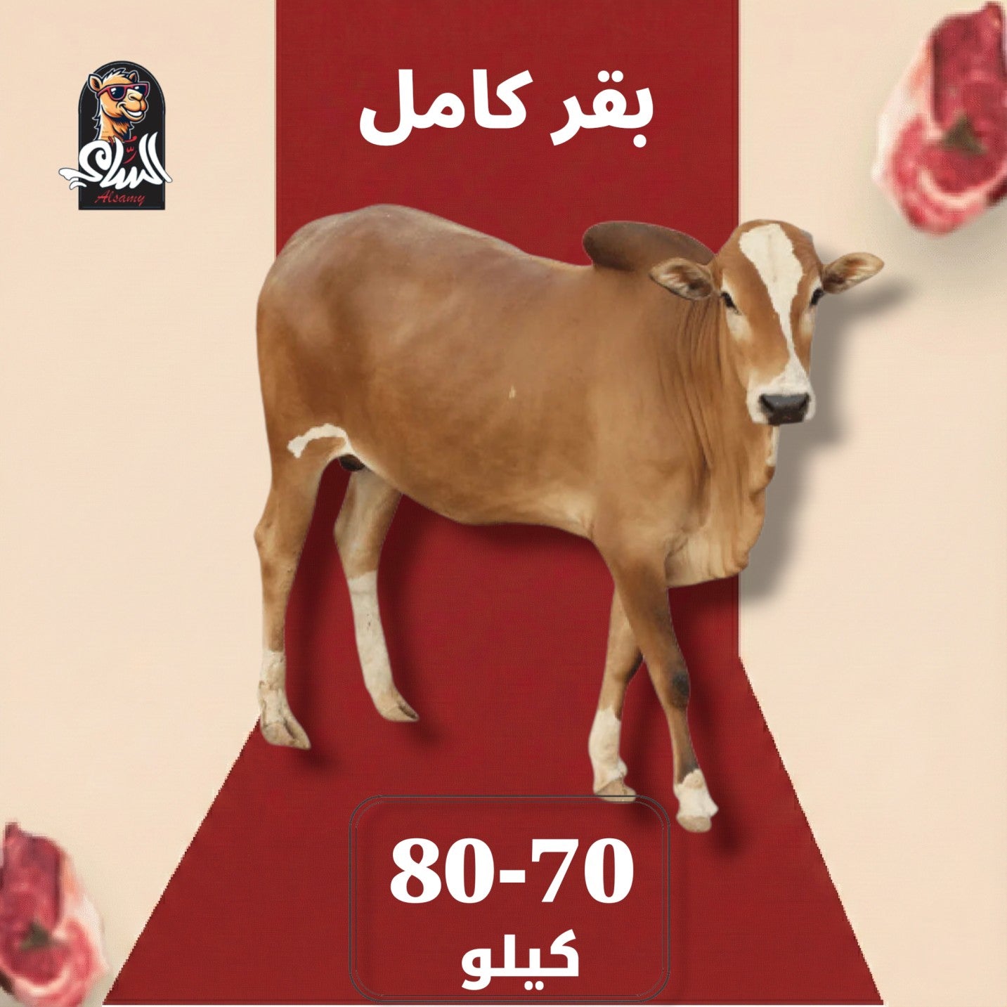 عجل تربية - بقر كامل 70 - 80 ك