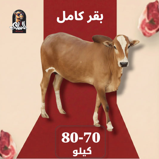 عجل تربية - بقر كامل 70 - 80 ك